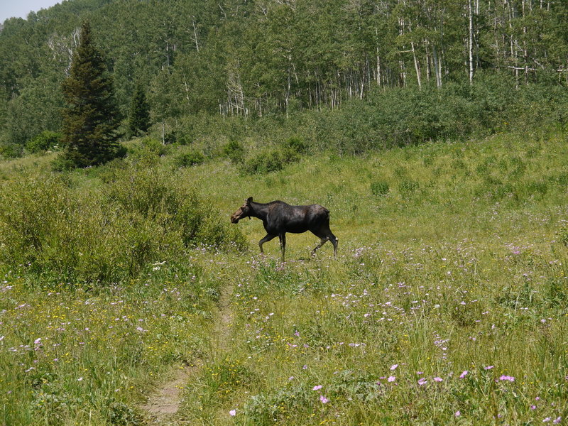 A moose looks for a tasty snack near Willow Lake in Big Cottonwood Canyon.