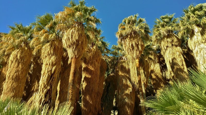 California fan palms grow in the Palm Canyon Trail's desert oasis in Anza-Borrego Desert State Park.
