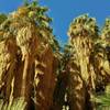 California fan palms grow in the Palm Canyon Trail's desert oasis in Anza-Borrego Desert State Park.