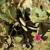 A beavertail cactus sprouts a single open bloom, with many more to come over the next weeks.