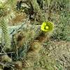 This green flower bloom on a cholla cactus provided a little visual interest along the Palm Canyon Alternate Trail.