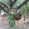 Staghorn Fern grow along the trail.