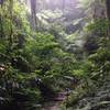 The Itupava Trail traverses dense rainforest.