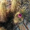 Eastwing Mountain Trail is rife with interesting flora including cholla and plenty of cacti!