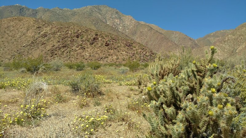 Springtime in the Sonoran/Colorado Desert means the desert mountains are abloom in fields of wildflowers and cholla cactus.