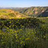 Mustard blooms with Wildwood Canyon in the background.