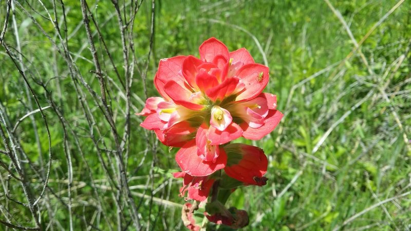 Lovely Castilleja (Indian Paintbrush) create a wonderful backdrop to the trails in Goat Island Nature Preserve.