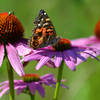 A butterfly searches for nectar in a purple coneflower.