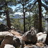 Enjoy a nice pine grove near the fork up to Mt. Waterman overlooking Twin Peaks often covered in snow.