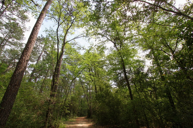 Tall trees line the Outer Loop.