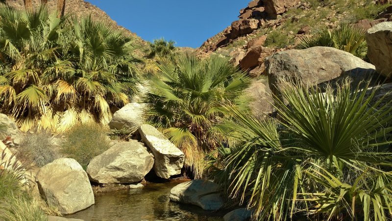 Expect pools with small, bush-like California fan palms as one approaches the Palm Canyon oasis on the Palm Canyon Trail.