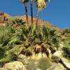 A towering California fan palm grows near the Palm Canyon oasis.
