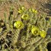 A cholla cactus blooms along the Palm Canyon Trail. This type of cholla cactus has green flowers, while other types have other colors.