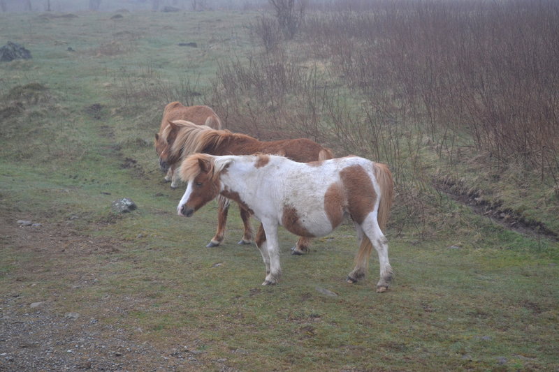 Some of the wild ponies that roam at the Grayson Highlands Park.