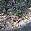 Be aware that Northern Copperhead may be spotted along the trail.