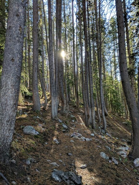 Sun shining through the trees on the Royal Elk Trail.