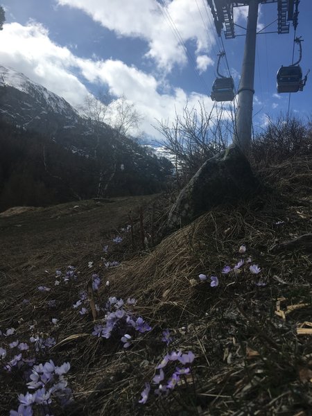 Spring wildflowers grow trailside below the Zermatt - Furi cablecar.