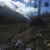 Spring wildflowers grow trailside below the Zermatt - Furi cablecar.