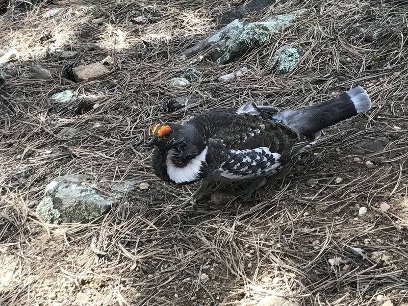 A Wild Grouse spotted on the Beaver Brook Trail in Golden.