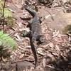 Lace goanna (monitor) lizards are frequent visitors to Berowra.