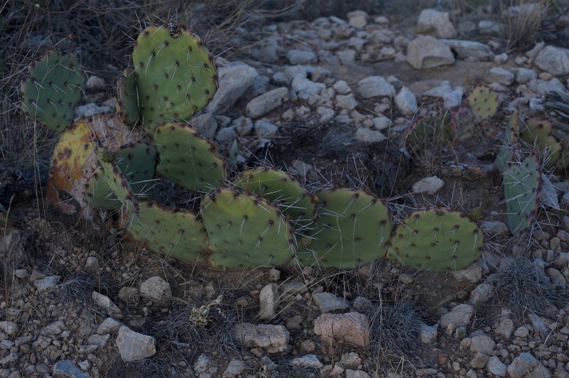 Cacti grow close to the trail, so long pants are a good idea when hiking this trail.