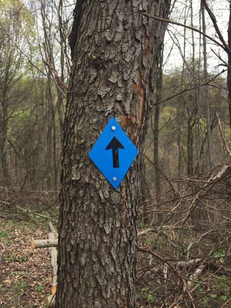 A trail marker on the Witch Hazel Trail.