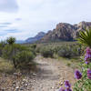 Spring in the desert sure is beautiful.
