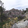 The La Madre Spring feeds spring vegetation along the narrow creek bed.