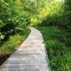 A boardwalk aids your passage through the swamp.
