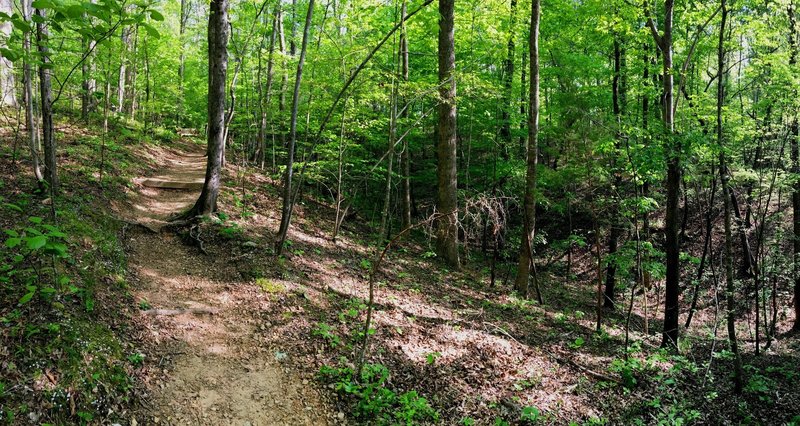 Oak Hickory Trail Hiking Trail, Chapel Hill, North Carolina