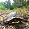 An ancient Eastern Box Turtle taking up the trail.