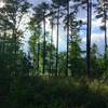 Glimpse of the lake through the Loblolly Pine.