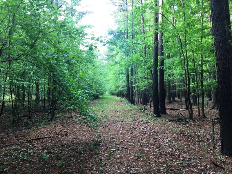 A well-forested trail.