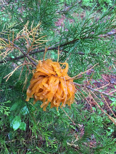 Cedar-Apple Rust Fungus.