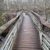 The viewing platform and trail through swamp area.