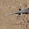 A blue belly lizard at Mission Trails Park.