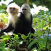 White Face Monkeys (mom and baby).
