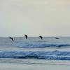 You just might see pelicans over the ocean in Surf City.