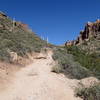 The Peralta Canyon Trail transitions from the canyon floor to the sidehill intermittently.