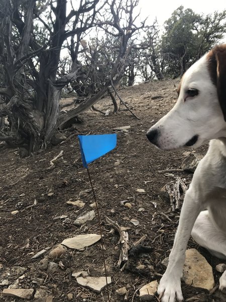 Why are there blue flags on this trail anyway?