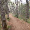 The Boynton Canyon Trail traverses pine forests on a smooth tread.
