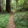 Wellman Loop Trail traverses age-old forests in the heart of the redwoods.