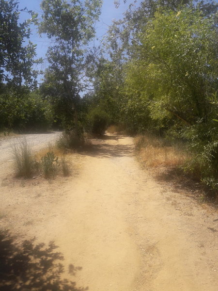 This is a small dirt trail off to the right of the wide gravel/dirt Ahwingna Trail. The wide trail is sun exposed, while the adjacent dirt trail leads into the brush and is mostly shady.
