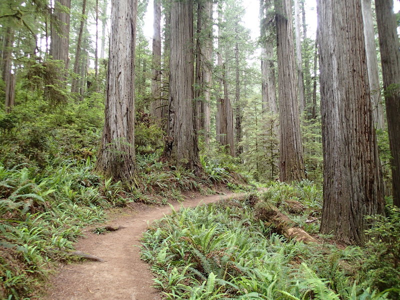 The Boy Scout Tree Trail is beautifully built, allowing you to worry ...