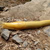 The banana slug is one of the token species of this area.