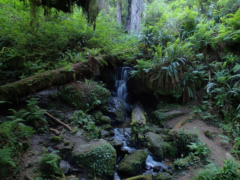 Cascading water from Trillium Falls truly completes this lush forest scene.
