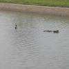 Mama, Daddy, and Uncle Duck take the new brood out for a test swim in the canal by the Campion Trail.