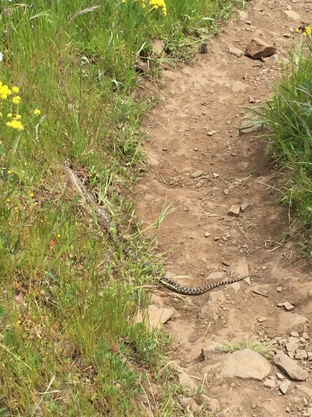 A bull snake slithers across the trail.