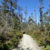 A wide fire road from the Pygmy Forest.