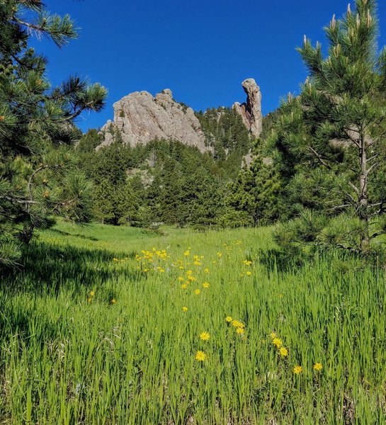 Daisies blooming along the Mesa Trail. June 2016.